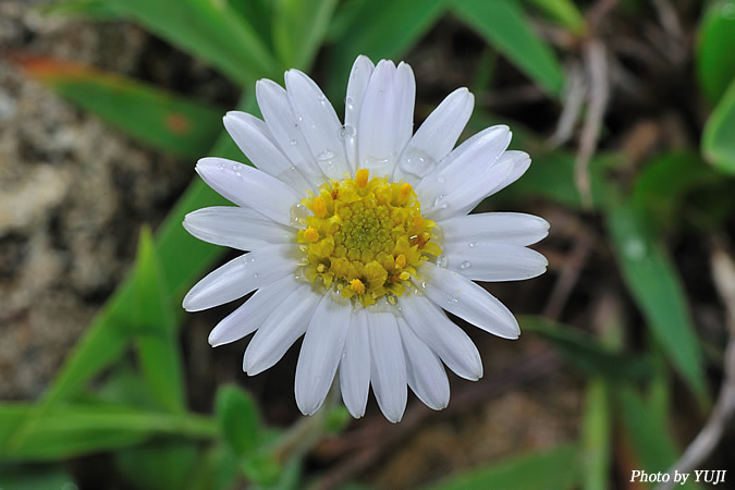 オキナワギク Aster miyagii