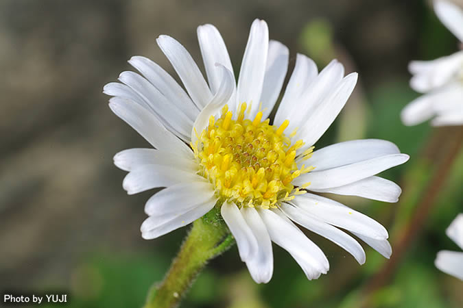 オキナワギク Aster miyagii