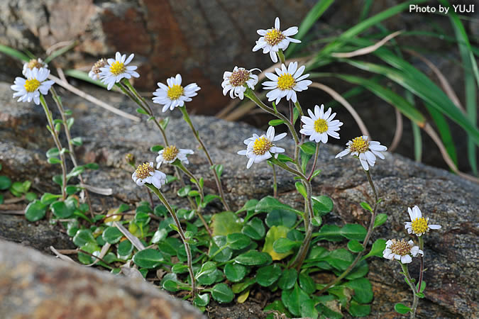 オキナワギク Aster miyagii