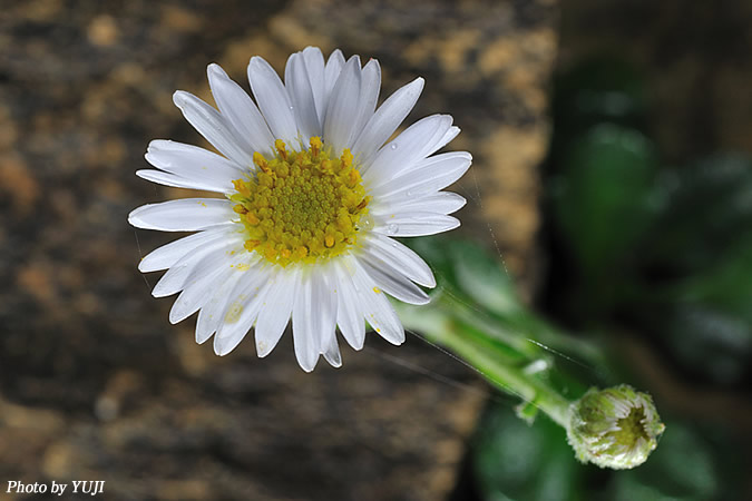 オキナワギク Aster miyagii