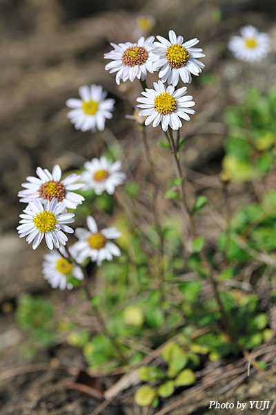 オキナワギク Aster miyagii