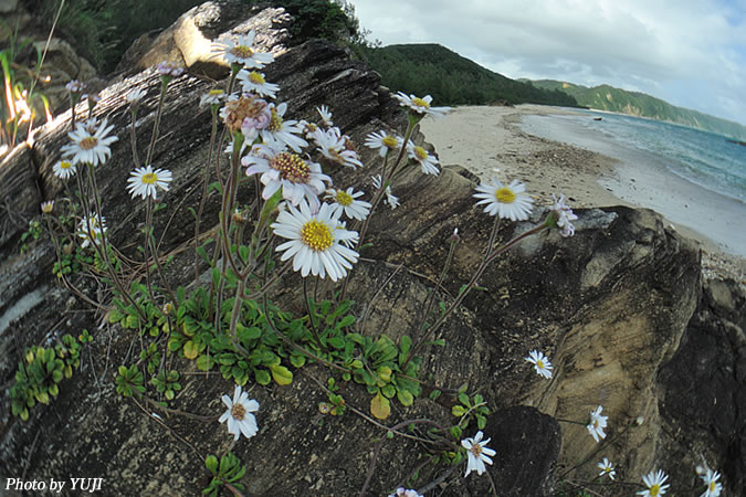 オキナワギク Aster miyagii