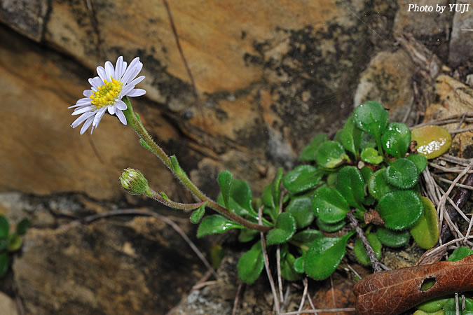 オキナワギク Aster miyagii