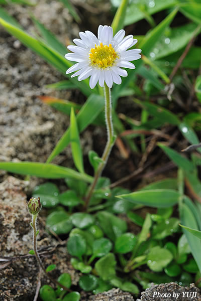 オキナワギク Aster miyagii