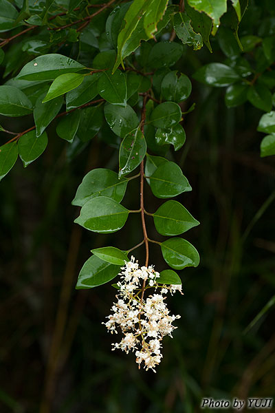 オキナワイボタ Ligustrum liukiuense