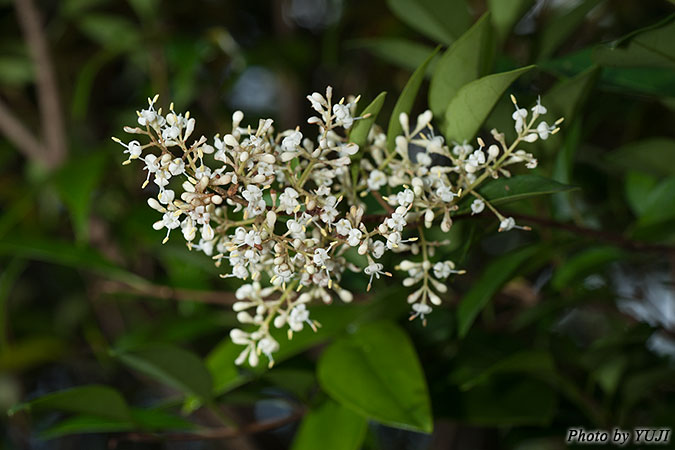 オキナワイボタ Ligustrum liukiuense