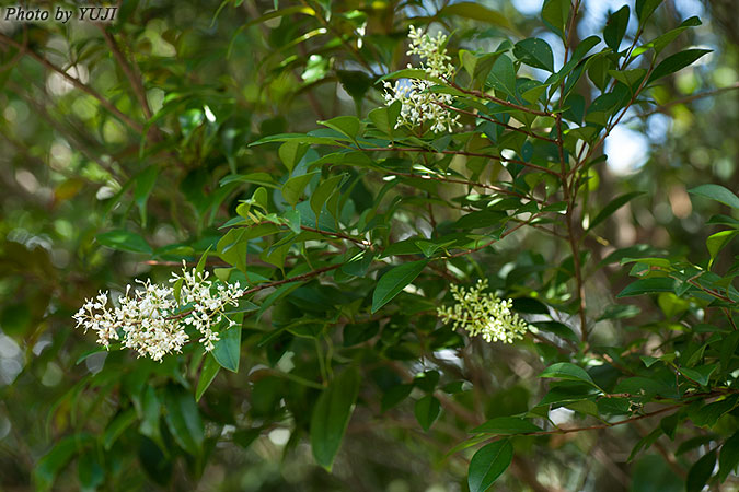 オキナワイボタ Ligustrum liukiuense