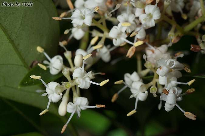 オキナワイボタ Ligustrum liukiuense