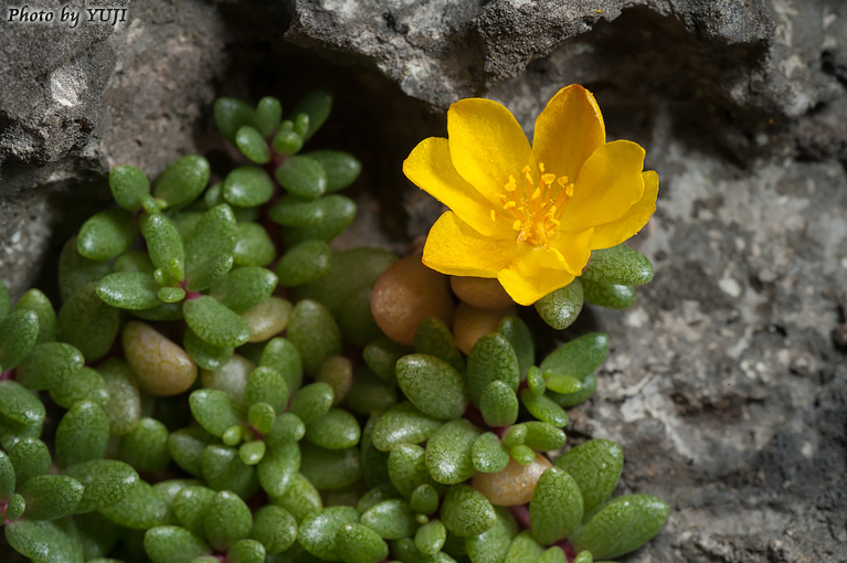 オキナワマツバボタン Portulaca okinawensis