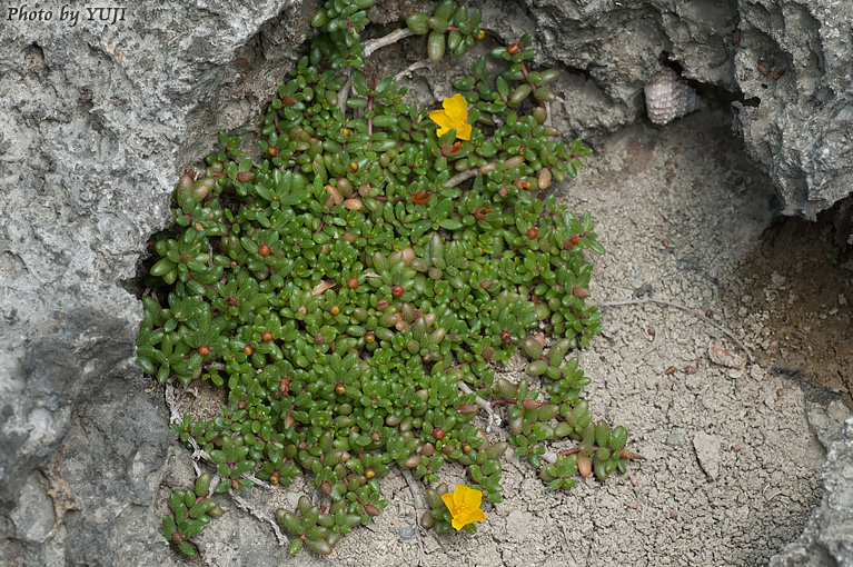 オキナワマツバボタン Portulaca okinawensis