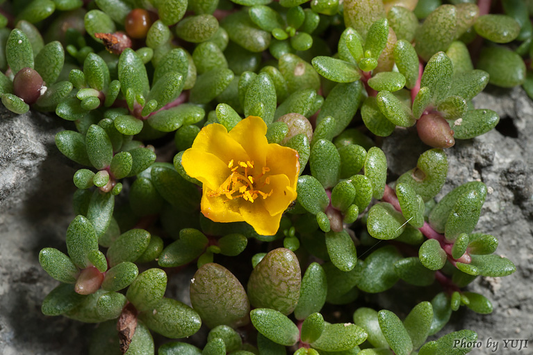 オキナワマツバボタン Portulaca okinawensis