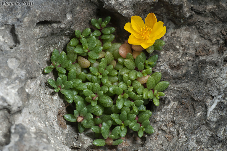 オキナワマツバボタン Portulaca okinawensis