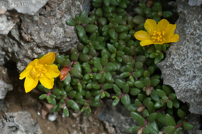 オキナワマツバボタン Portulaca okinawensis