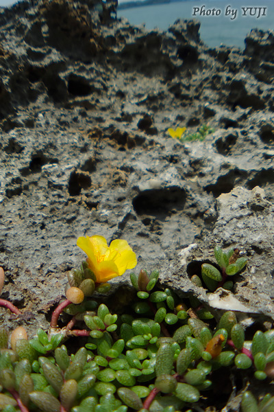 オキナワマツバボタン Portulaca okinawensis