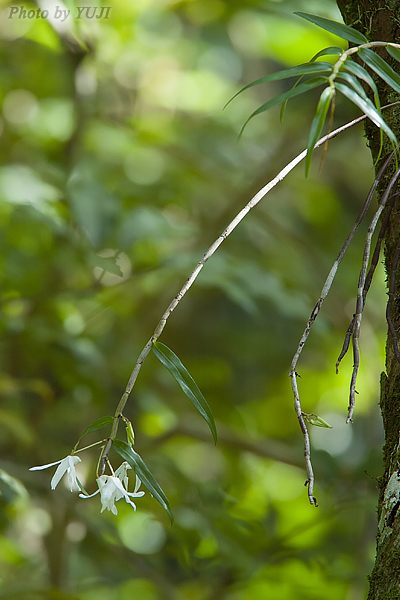 オキナワセッコク Dendrobium okinawense