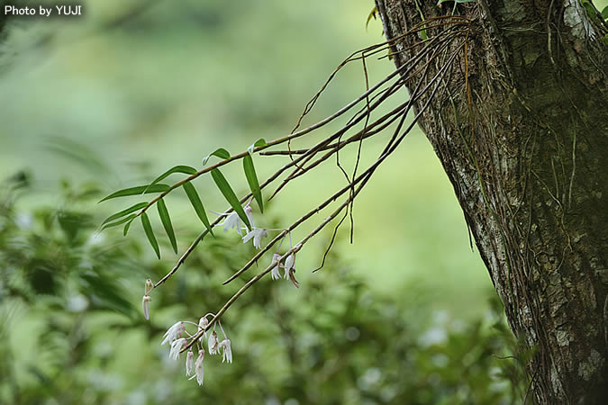 オキナワセッコク Dendrobium okinawense