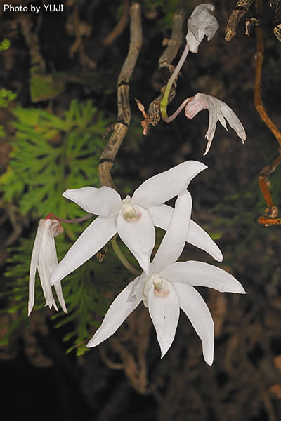 オキナワセッコク Dendrobium okinawense