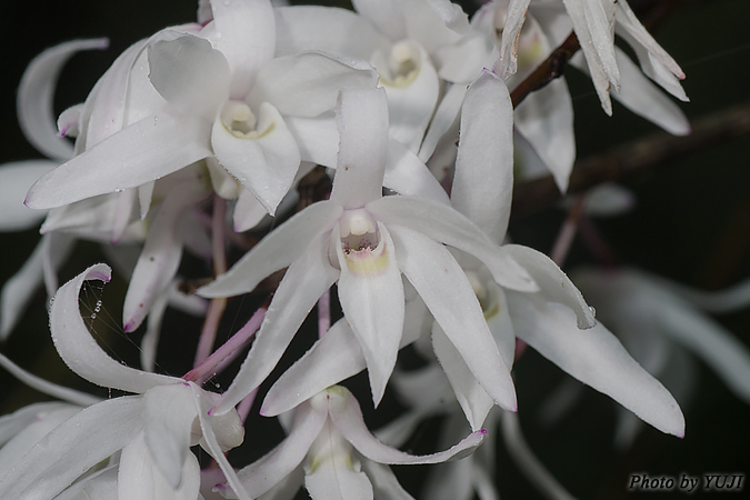 オキナワセッコク Dendrobium okinawense