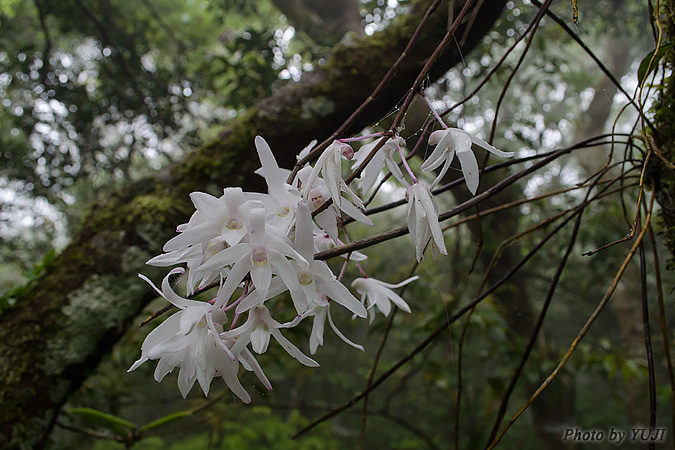 オキナワセッコク Dendrobium okinawense