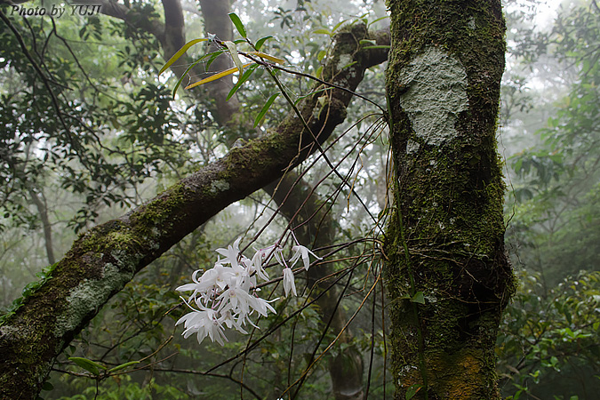 オキナワセッコク Dendrobium okinawense