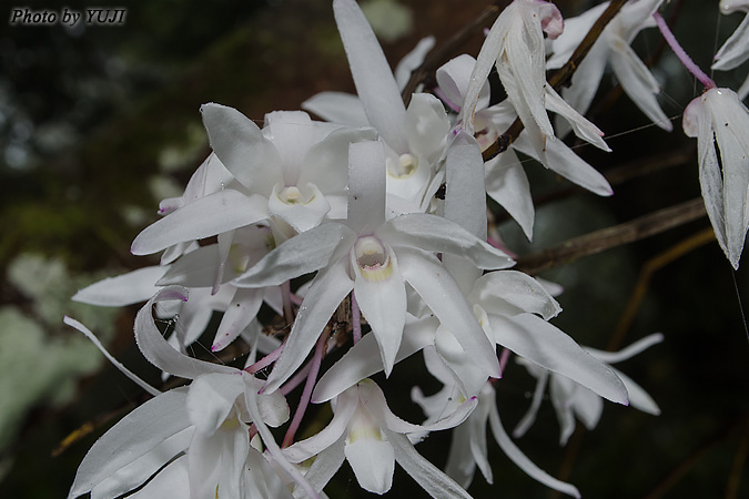 オキナワセッコク Dendrobium Okinawense 沖縄の維管束植物 花の図鑑 おきなわカエル商会