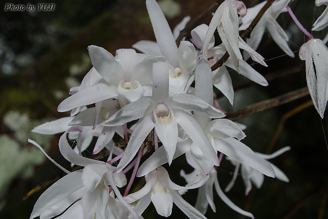 オキナワセッコク Dendrobium okinawense