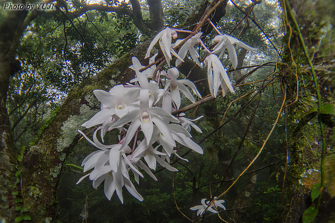 オキナワセッコク Dendrobium okinawense