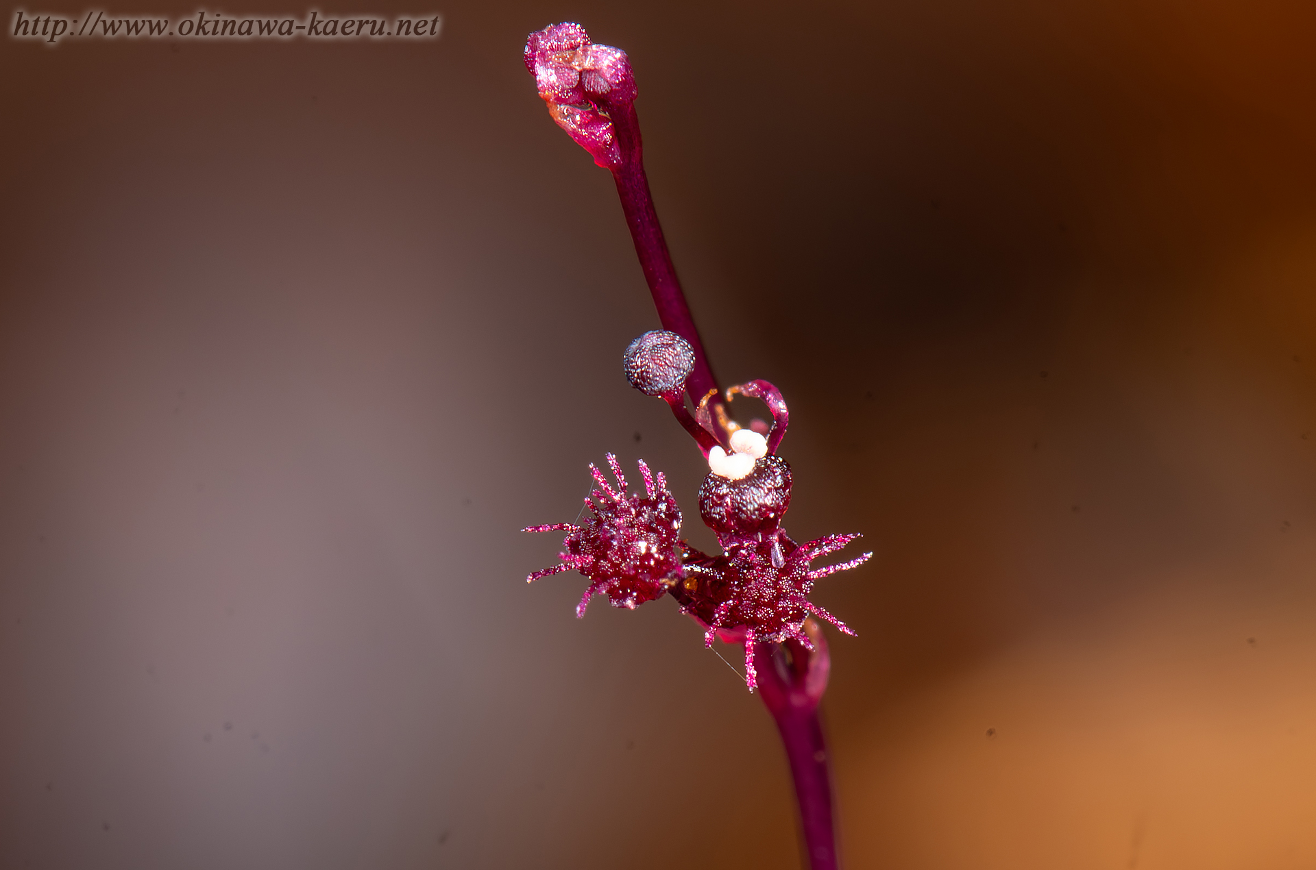 オキナワソウの画像