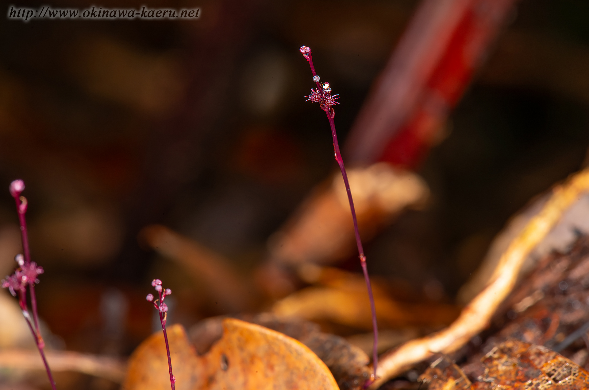 オキナワソウの画像