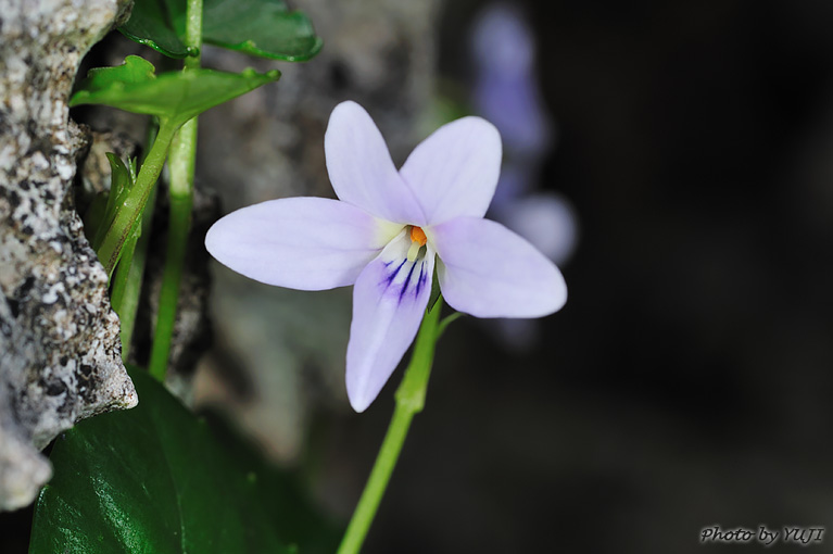 オキナワスミレ Viola utchinensis