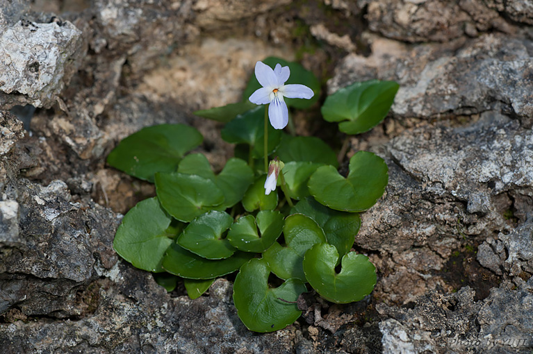 オキナワスミレ Viola utchinensis