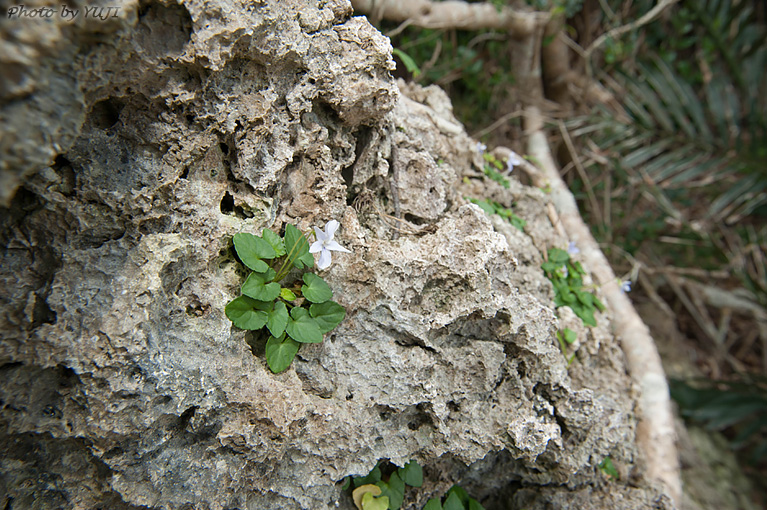 オキナワスミレ Viola utchinensis