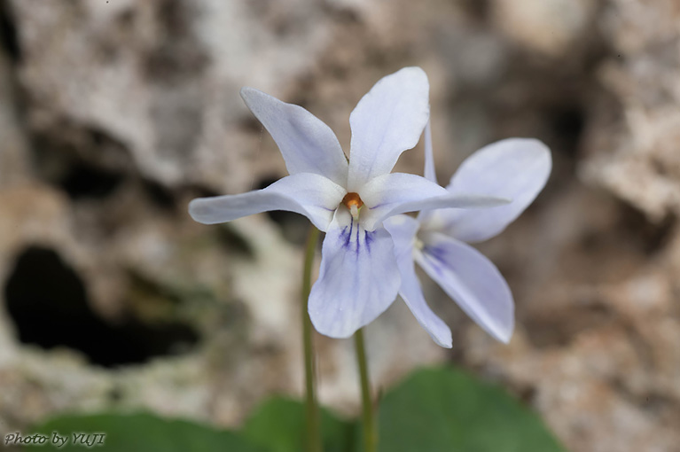 オキナワスミレ Viola utchinensis