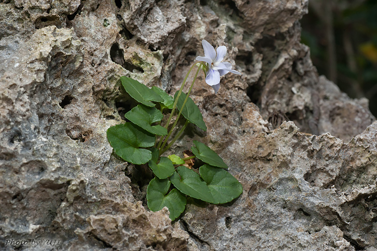 オキナワスミレ Viola utchinensis