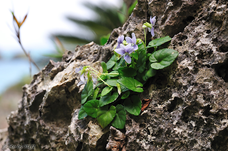 オキナワスミレ Viola utchinensis