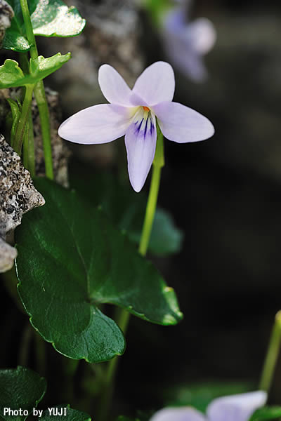 オキナワスミレ Viola utchinensis