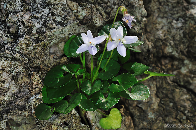 オキナワスミレ Viola utchinensis