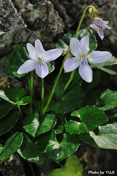 オキナワスミレ Viola utchinensis