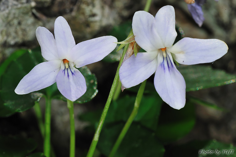 オキナワスミレ Viola utchinensis