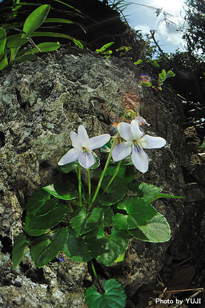 オキナワスミレ Viola utchinensis