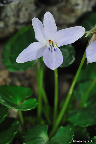 オキナワスミレ Viola utchinensis