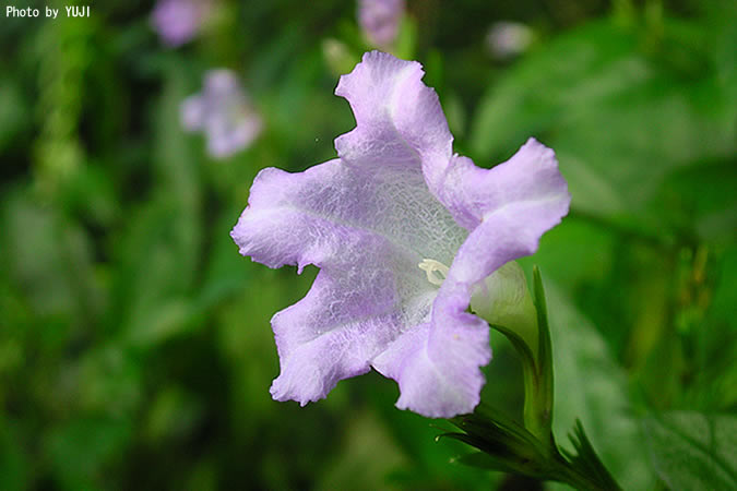 オキナワスズムシソウ Strobilanthes tashiroi