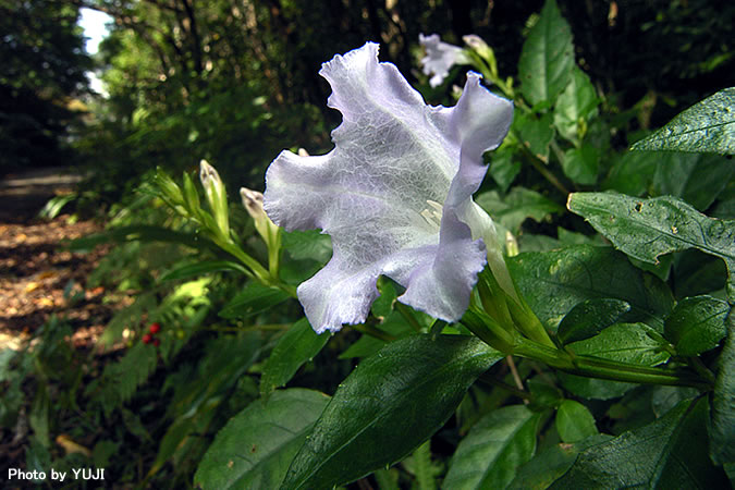 オキナワスズムシソウ Strobilanthes tashiroi