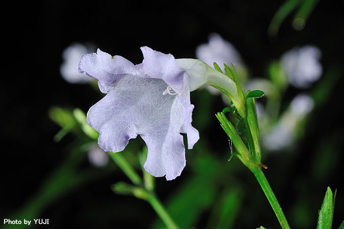 オキナワスズムシソウ Strobilanthes tashiroi