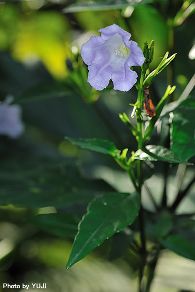 オキナワスズムシソウ Strobilanthes tashiroi