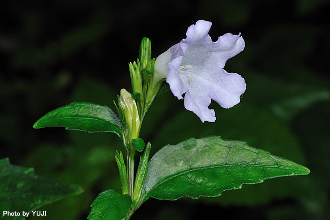 オキナワスズムシソウ Strobilanthes tashiroi