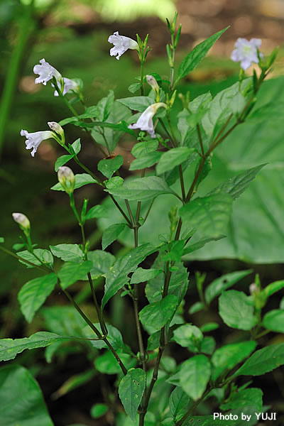 オキナワスズムシソウ Strobilanthes tashiroi