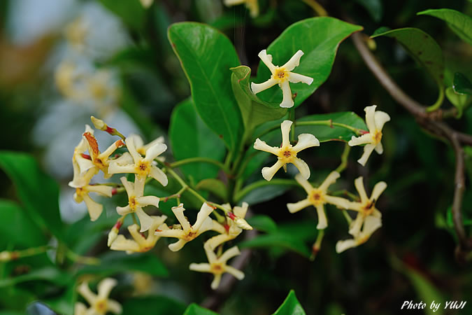 オキナワテイカカズラ Trachelospermum gracilipes var. liukiuense