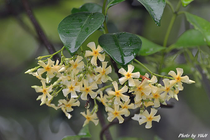 オキナワテイカカズラ Trachelospermum gracilipes var. liukiuense