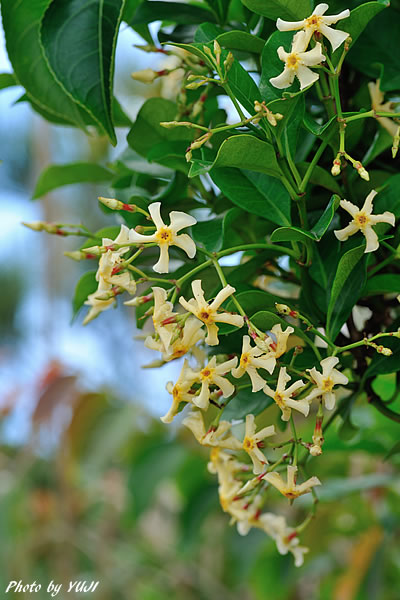 オキナワテイカカズラ Trachelospermum gracilipes var. liukiuense